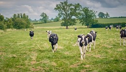 Genetic indexes changes reflect economic outlook and farmer feedback